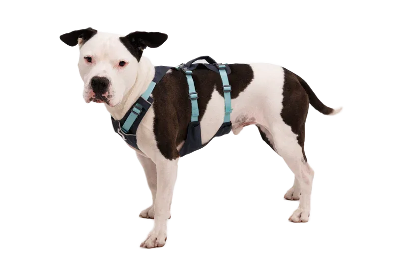 Ruffwear Flagline Harness