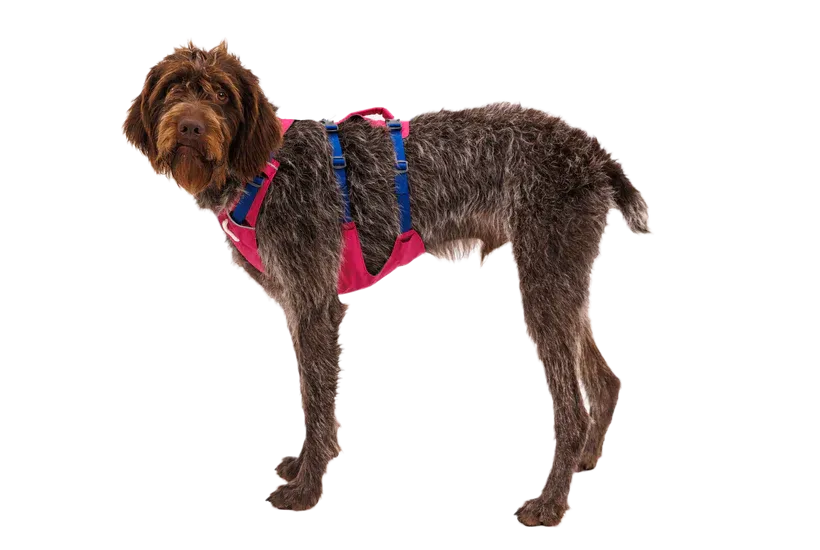 Ruffwear Flagline Harness