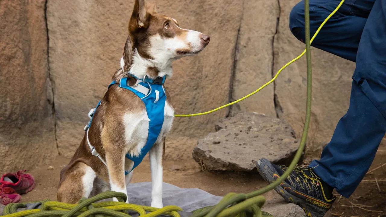 Ruffwear Flagline Harness