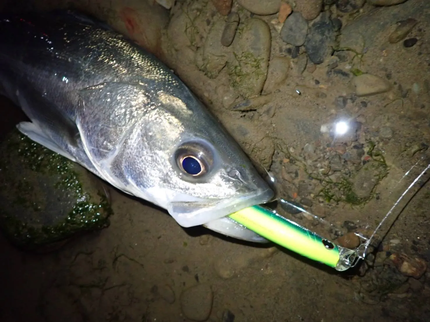TRUTH JAPAN Spinning Rod Permission 89SM